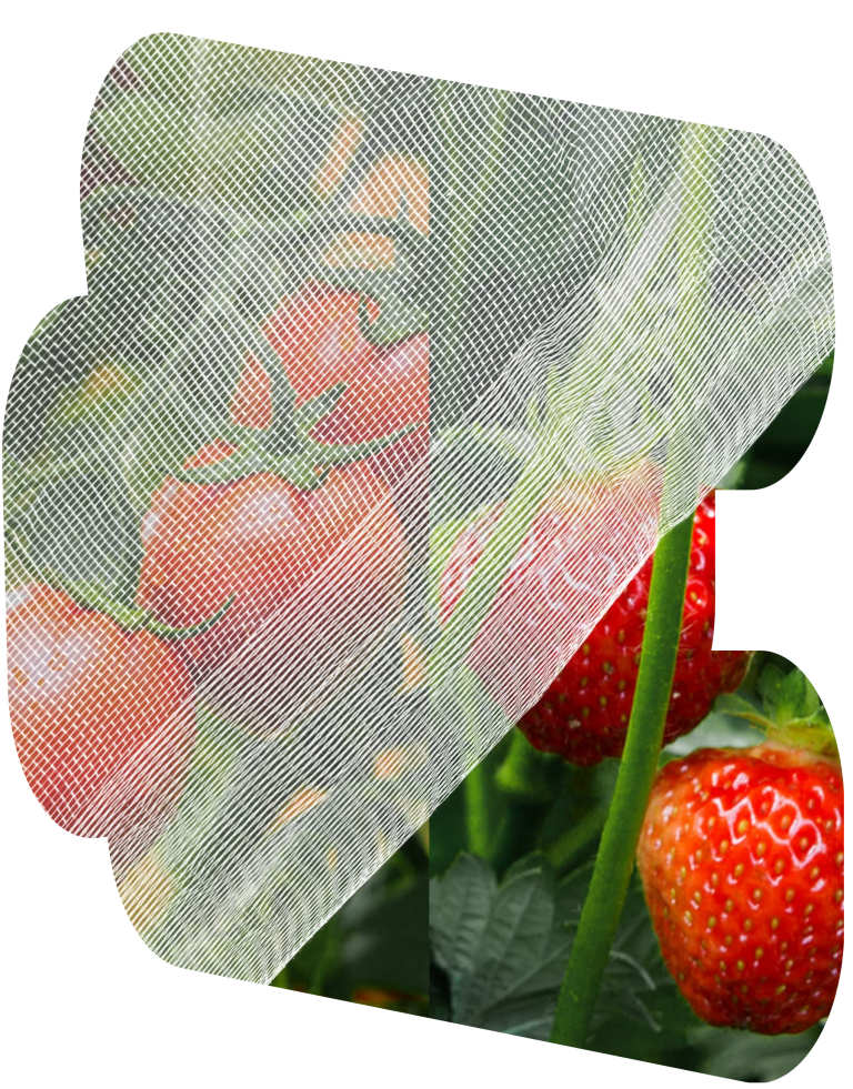 Insect protection net draped over strawberry crops, shielding them from pests and promoting healthy growth in agricultural environments.