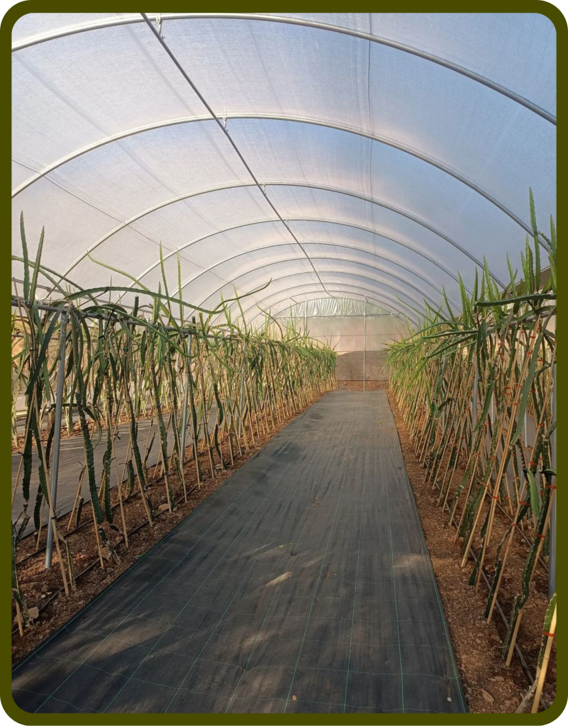 Young tree with insect protection netting in a field, safeguarding against pests and harsh weather conditions.